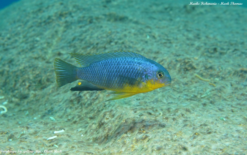Tropheops sp. 'yellow chin' Chiwi Rocks